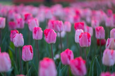 ​鞍山适合养什么花，市花和市树是什么