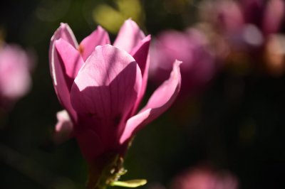 ​盆栽白兰花冬季怎么浇水