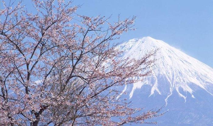 日本国花不是樱花而是它?很多人都被电视剧骗了,快来看看!