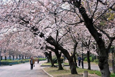 ​日本国花不是樱花而是它?很多人都被电视剧骗了,快来看看!