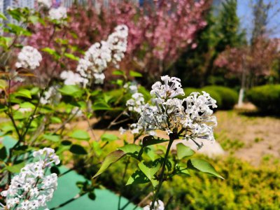 ​阿克苏适合养什么花，市花和市树是什么