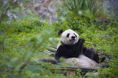 ​都江堰拥有两个熊猫基地，加上自然保护区内生活的14只野生大熊猫