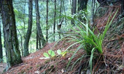 ​怎样区分“下山”兰花？弄清这2点，新手兰友不吃亏