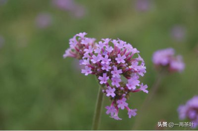 ​鲁西南方言杂谈-王八羔子