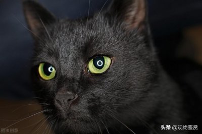 ​纯黑猫的品种有很多，不过纯色的猫却很少见，纯黑的猫是什么品种