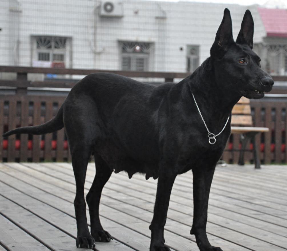 身手敏捷不输花豹的中国新犬种—“墨界黑狼犬”