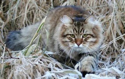 ​西伯利亚森林猫是俄罗斯国猫，尾巴蓬松体型大，喜群居有家族观念