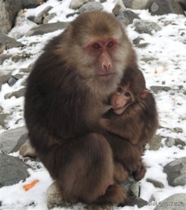 ​野生动物之藏酋猴